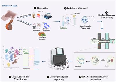 scRNA sequencing technology for PitNET studies